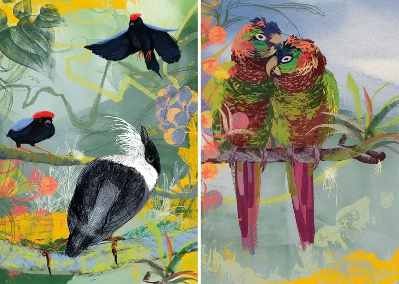 Pintura de aves - Birding in Colombia
