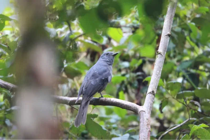 Gray bird, likely an Arriero (Turdus olivater), perched on a branch in a forested environment.