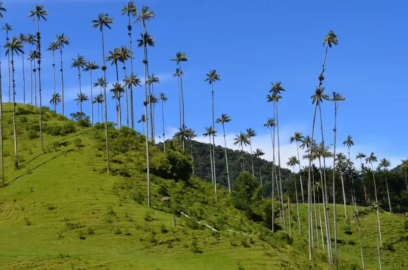 A park in Quindío, a region where you can enjoy Colombian cycling | Colombia Travel