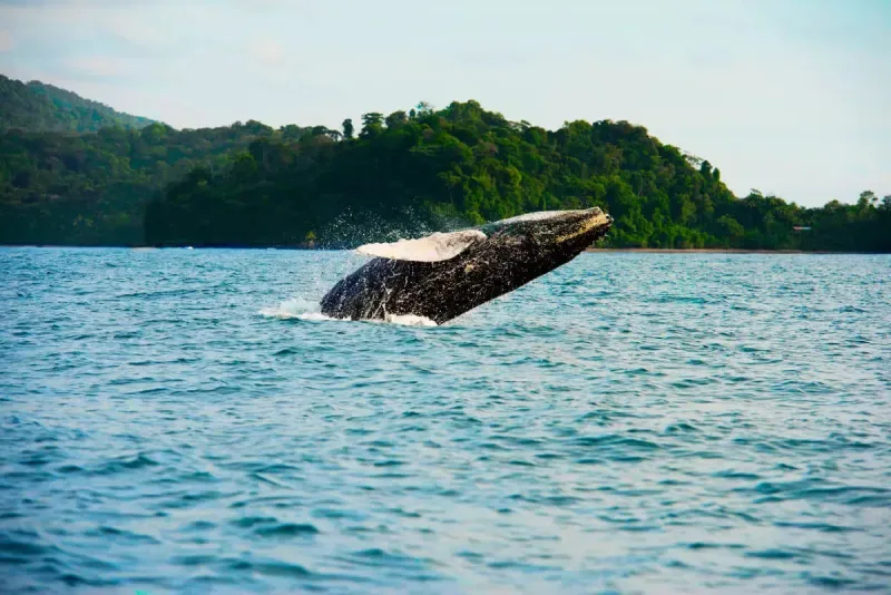 MEETING THE WHALES NUQUI
