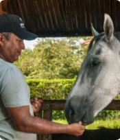 Caballos en el establo - Cartagena