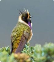 Sumapaz