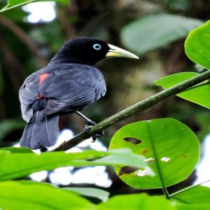 Vista a gran distancia en Bahía Solano del ave, cacique subtropical que posee un plumaje negro, ojos azules y pico amarillo claro.