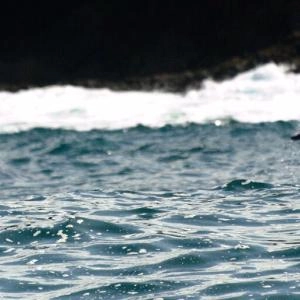 Avistamiento de ballenas en el pacífico