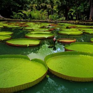 Los lagos amazónicos