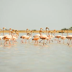Los Flamencos Fauna and Flora Sanctuary