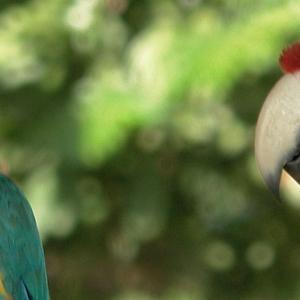 Avistamiento de aves en el Amazonas