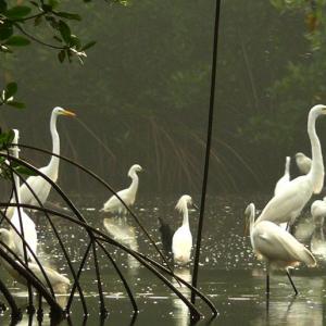 Vogelbeobachtung in Santa Marta