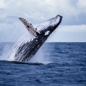 Humpback whale jumping into the sea