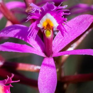 Colombian purple orchids | Colombia Travel