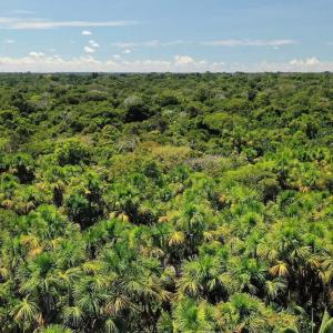 コロンビア、アマゾナス州、アマカヤク国立自然公園のカナングチャ椰子の木