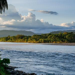 Many animal species are found in the Amazon River.