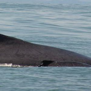 Ballenas jorobadas