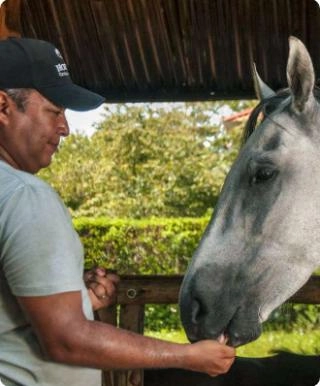 Caballos en el establo - Cartagena