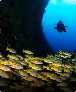 Peces - Pacífico Colombiano