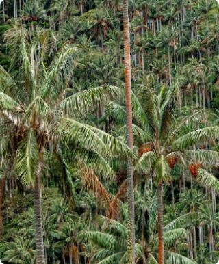 Ibagué, Tolima