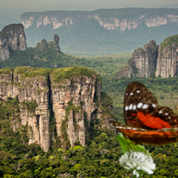 Dieses Amazonas-Paradies hat Hochebenen, die dreimal so groß sind wie der Eiffelturm
