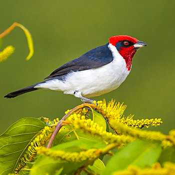 Colombia is home to nearly 20% of the planet's bird species