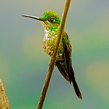 Imagenes de aves - colibri - Avistamiento de aves en Colombia