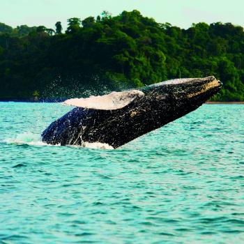 In addition to the breathtaking landscapes, the annual visit of the whales makes this scene an incomparable place