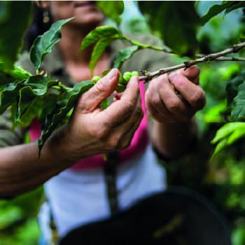 Get to know the richness of the coffee cultural landscape