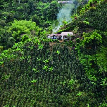 Discover the fun plans you can do in the coffee region