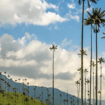 Las palmeras de cera del Valle del Cocora, uno de los lugares que reflejan la conciencia ambiental del país.