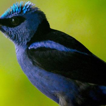 Vogel bei Vogelbeobachtungsaktivitäten in Chocó gefunden