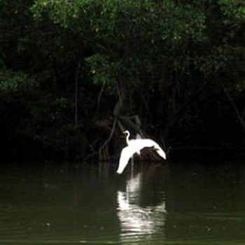 foto de Santuario de Fauna y Flora Ciénaga Grande de Santa Marta