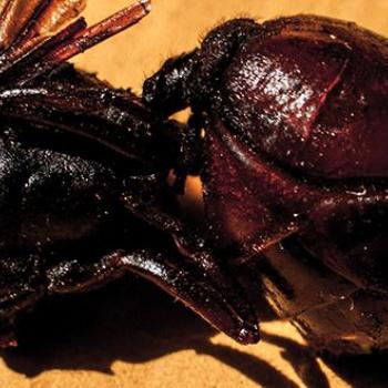 Die Ameise mit dem dicken Hintern – La hormiga culona