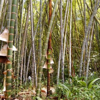 l Estudio del Bambú – Guadua