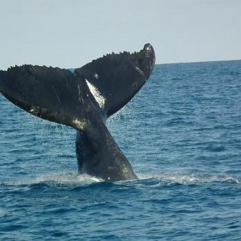 Ballena jorobada