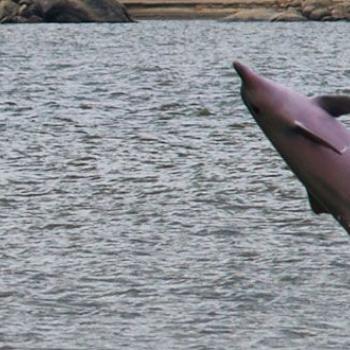 Imagen de un delfin rosado