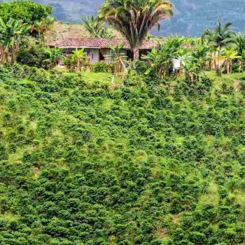 Panorámica finca de café