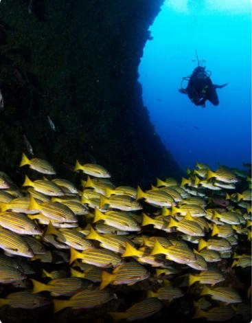 Peces - Pacífico Colombiano