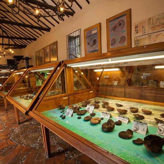 Foto Museo Paleontológico