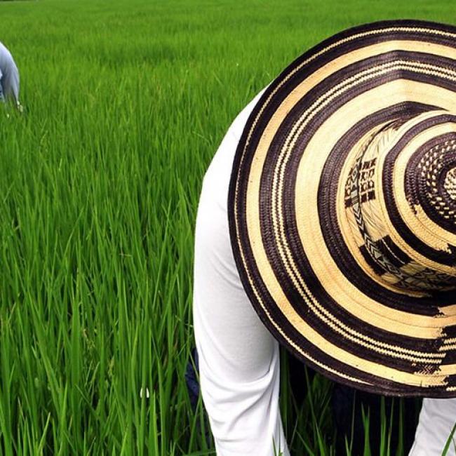 El Espinal, cultivo de arroz, 