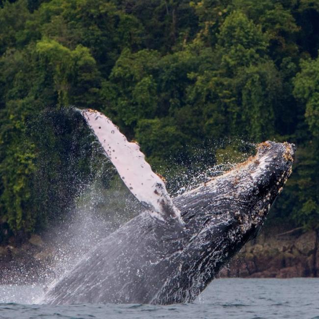 Salto de una ballena jorobada en las playas de Nuquí | Colombia Travel