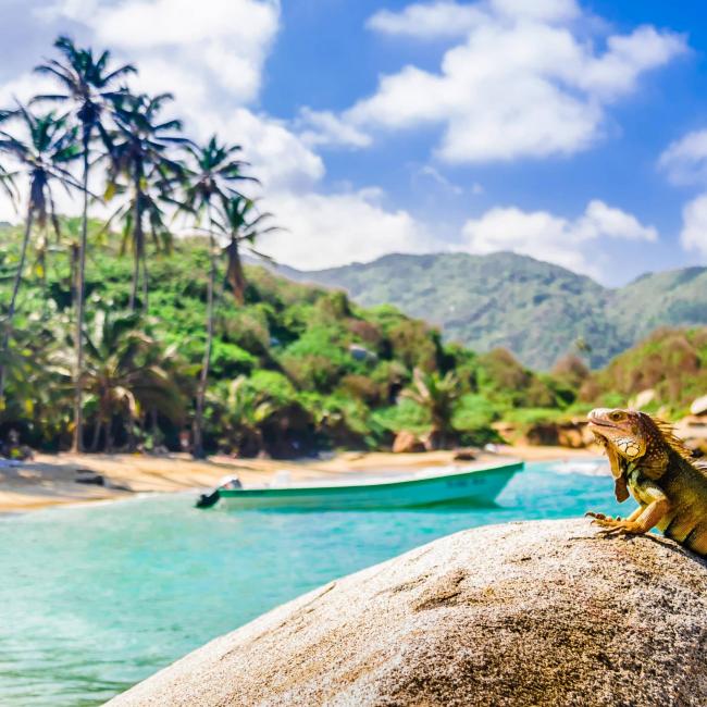 Blick auf einen Leguan im Tayrona-Nationalpark in Santa Marta, Kolumbien