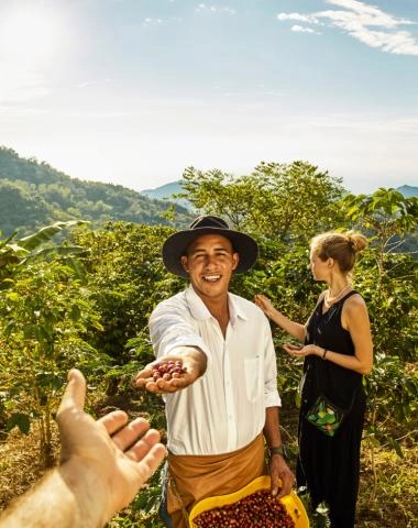 Colombian coffee farmer harvesting ripe coffee beans on a plantation