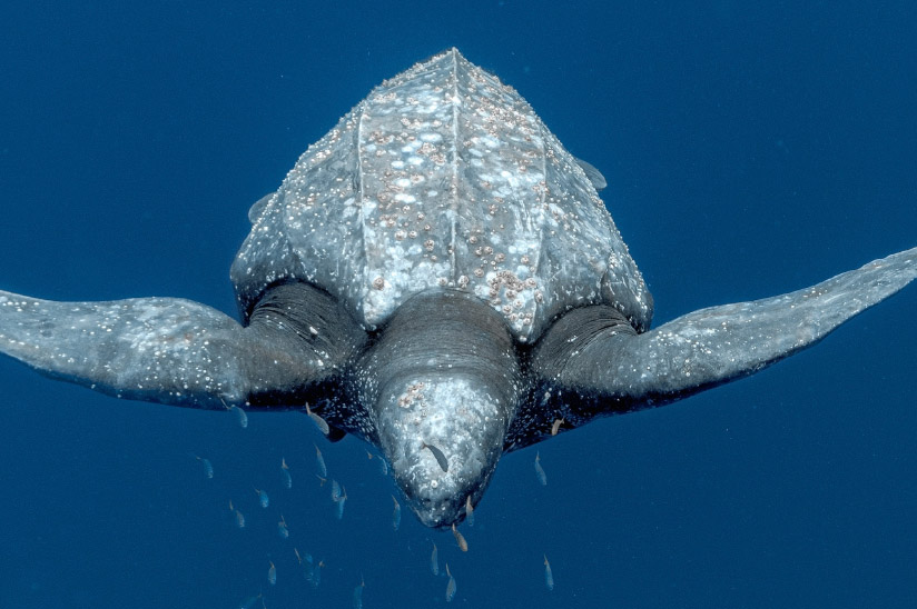 Tortuga laúd o caná, la especie de tortuga marina más grande del mundo.