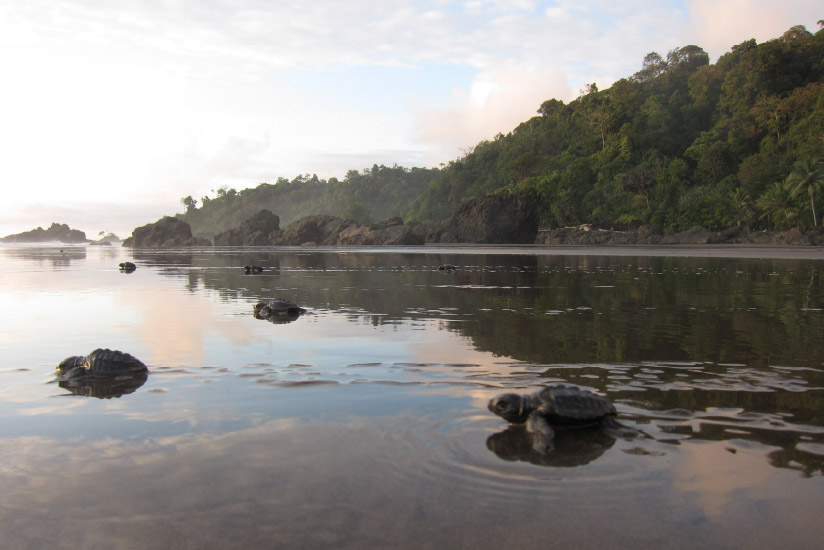 Tortugas golfinas llegando al mar en Bahía Solano, Chocó.